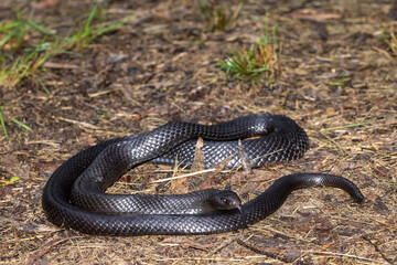 Australian Blue-bellied Black Snake flickering it's tongue