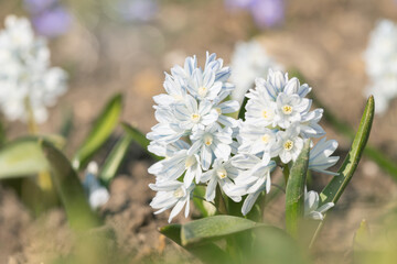  White Mishenko squill flower (Scilla mischtschenkoana). - obrazy, fototapety, plakaty