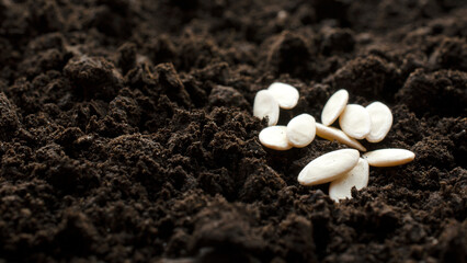 Cucumber seeds close-up on dark soil, background, copy space. Processed cucumber seeds on a...
