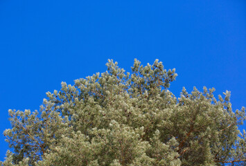 Pine tree against the deep blue sky.
