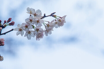 さくらの花