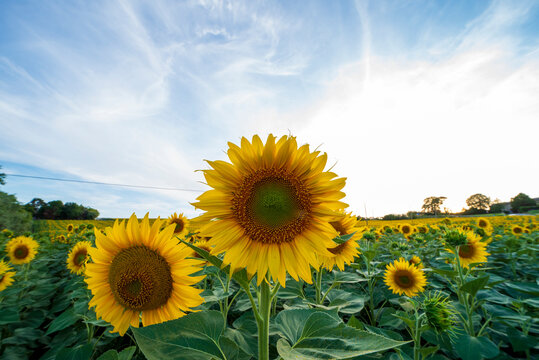 sunflowers in the field © Dan