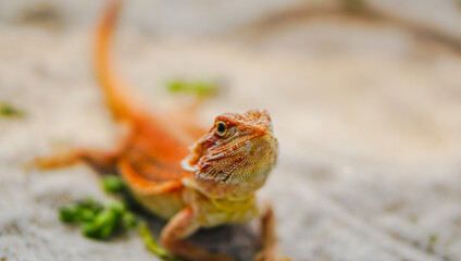 Bearded dragon (Pogona Vitticeps) is australian lizard with close up	
