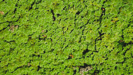 green leaf natare background is foliage house plants in garden close up