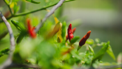 red spicy fruit or red chili in the garden of asia vegetable on gardening