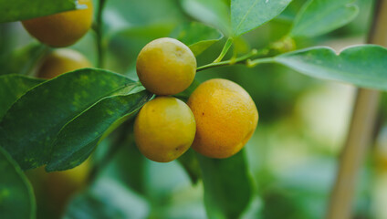 orange fruit farm environment close up with blur background