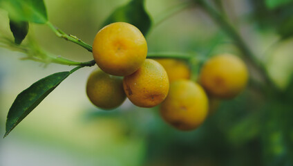 orange fruit farm environment close up with blur background