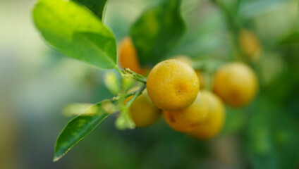 orange fruit farm environment close up with blur background
