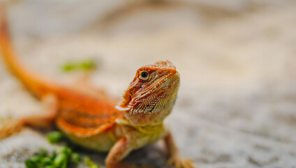 Bearded dragon (Pogona Vitticeps) is australian lizard with close up	
