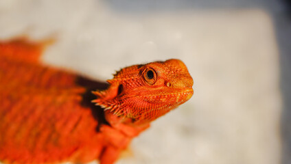 Bearded dragon (Pogona Vitticeps) is australian lizard with close up	
