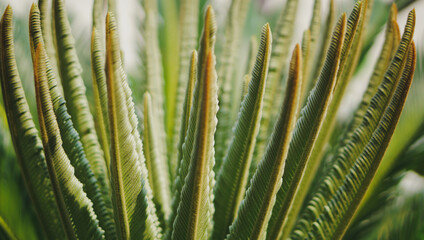 green leaf of Cycadales plants natural pattern background.