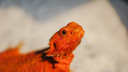 Bearded dragon (Pogona Vitticeps) is australian lizard with close up	
