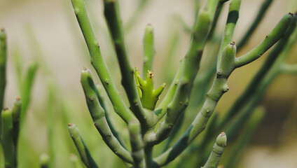 green succulent plants on potting basalt soil with gardening  natural background