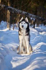 Portrait of a husky dog sitting in the snow in a sunny winter forest.