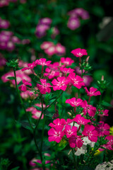 Beautiful Phlox drummondii flower in garden with blury background.