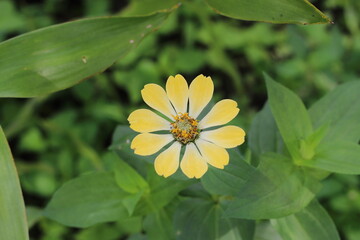 yellow flowers growing in the yard