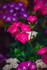 Phlox drummondii flower blossom beautifully in garden