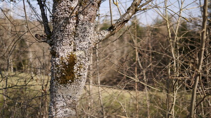 Flechten und Moos am Baum