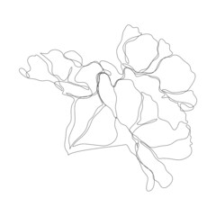 Continuous one line pion flower. Dark contour on white background. Simple flower outline. Vector illustration.