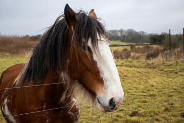 Obraz premium Close up of a Scottish Brown White Horse