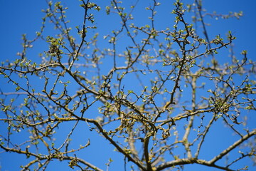 frisch aufgehende Ebereschen Knospen an einem Baum im Frühling vor einem blauen Himmel