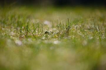 grüne Grashalme umfasst von einem weichen Bokeh im Sonnenlicht des Frühlings