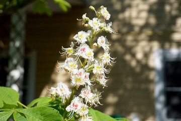 Chestnut flower close-up on the background of a country house wall.