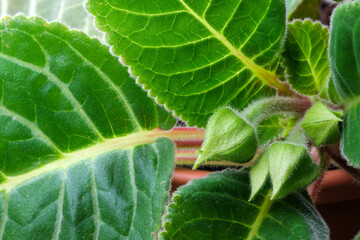 Gloxinia indoor flower buds