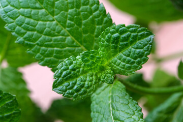 Fresh sprig of fragrant mint