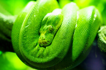 green snake coiling resting on tree branch, Large-eyed Pit Viper or Trimeresurus macrops