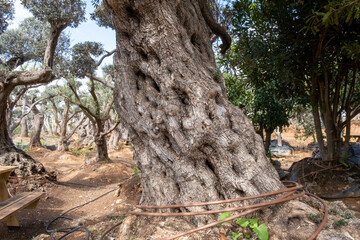 Very old olive tree at olive forest