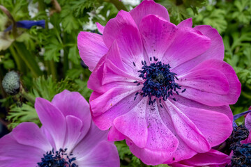 Purple Anemone Coronaria flowers