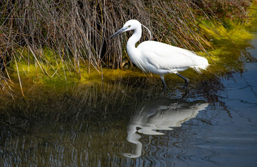 Gar&ccedil;a branca em lago