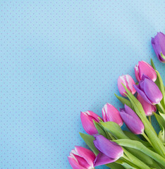 pink and violet tulips on blue dotted ground with space for text