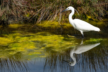 Garça branca em lago