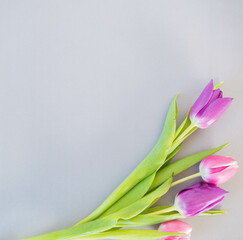 pink and violet tulips on soft grey ground with space for text
