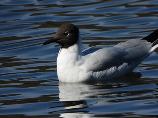 The black-headed gull (Chroicocephalus ridibundus) is a small gull that breeds in much of the Palearctic including Europe and also in coastal eastern Canada.