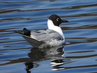 The black-headed gull (Chroicocephalus ridibundus) is a small gull that breeds in much of the Palearctic including Europe and also in coastal eastern Canada.