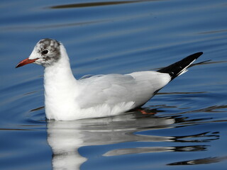The black-headed gull (Chroicocephalus ridibundus) is a small gull that breeds in much of the Palearctic including Europe and also in coastal eastern Canada.