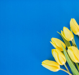 yellow tulips on blue ground with space for text