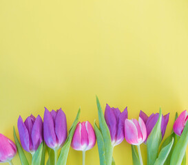 pink and violet tulips on yellow ground with space for text