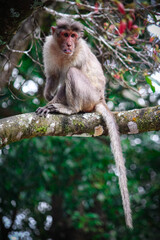 a Lonely long tailed macaque