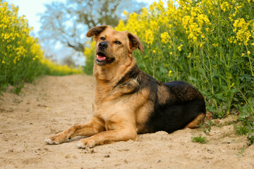 beautiful mixed dog is lying in a track in the rape seed field