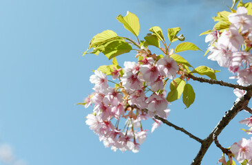 河津桜　早咲きの桜