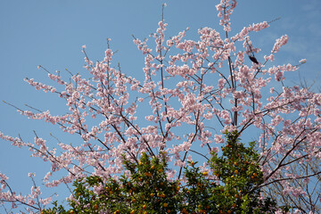 桜と橘　春の風景