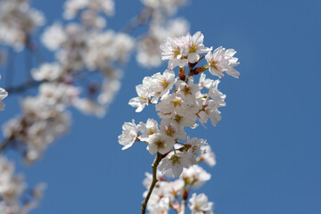 Obraz premium 啓翁桜 冬のサクラ