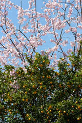 桜と橘　春の風景