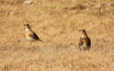 The fieldfare (Turdus pilaris) is a member of the thrush family Turdidae. It breeds in woodland and scrub in northern Europe and across the Palearctic. Pale spring grass.