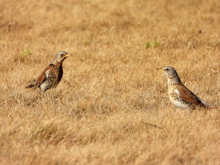 The fieldfare (Turdus pilaris) is a member of the thrush family Turdidae. It breeds in woodland and scrub in northern Europe and across the Palearctic. Pale spring grass.