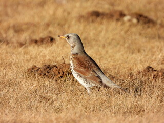 The fieldfare (Turdus pilaris) is a member of the thrush family Turdidae. It breeds in woodland and scrub in northern Europe and across the Palearctic. Pale spring grass.